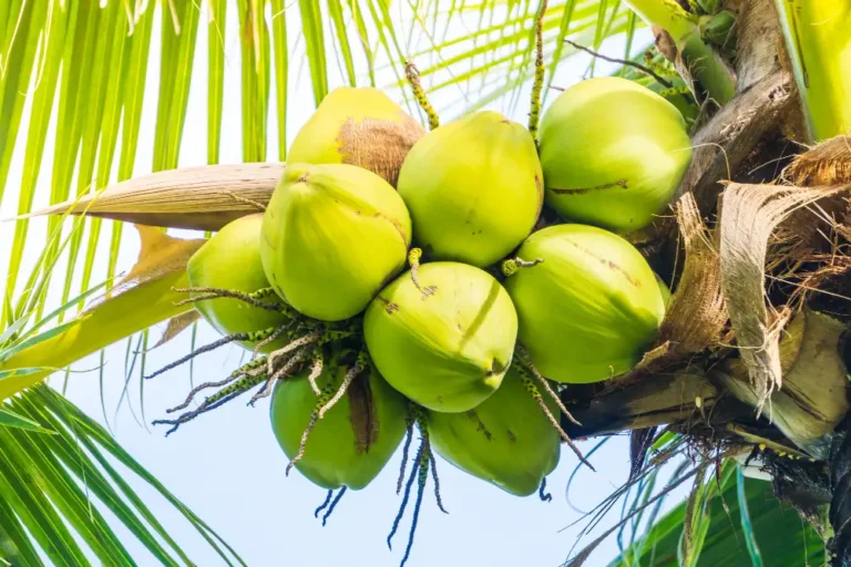coconut 2 768x512